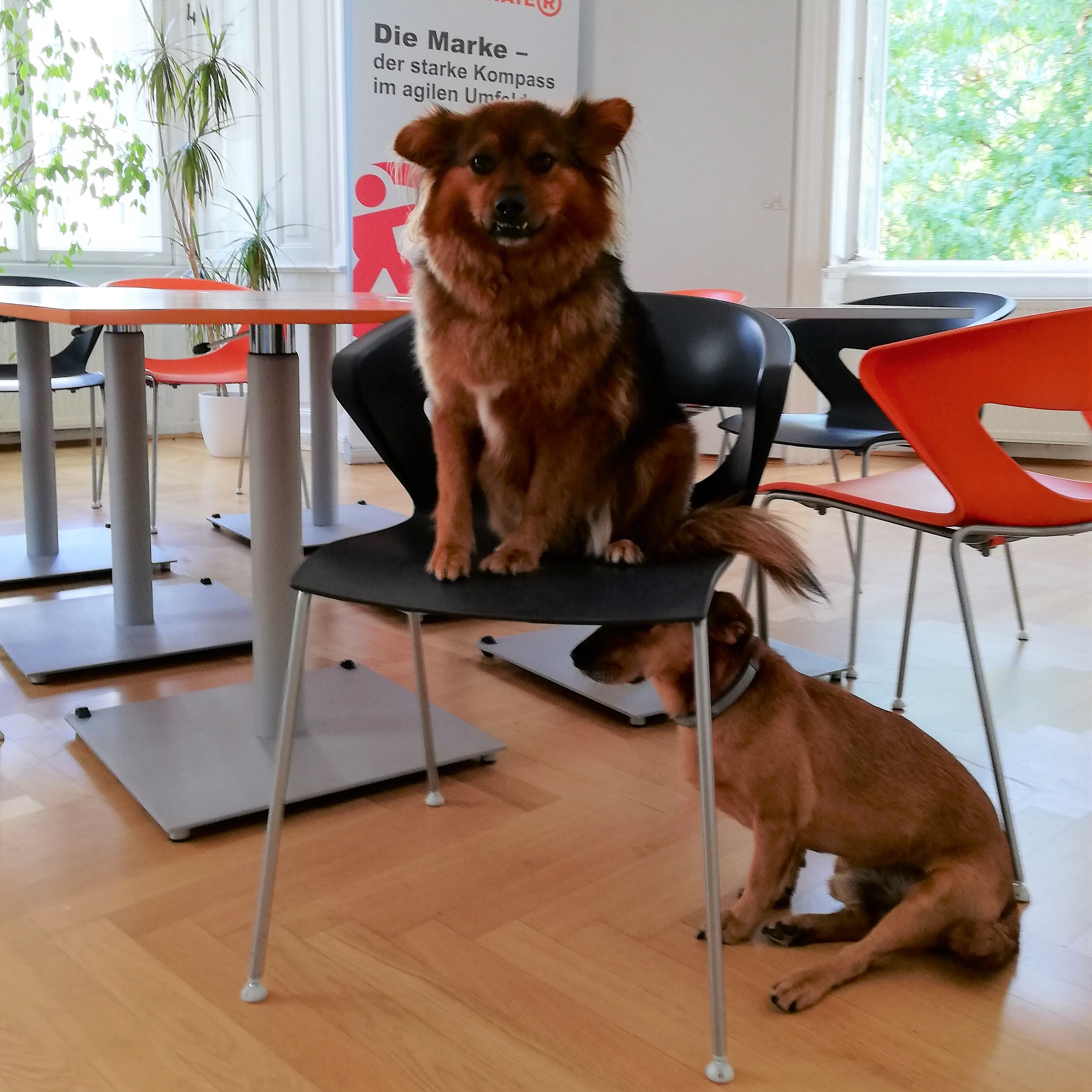 Identifire Büro Wien Mariahilferstraße Bürohunde